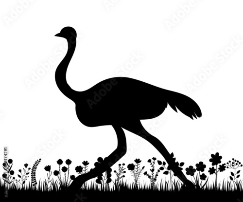 ostrich on the grass silhouette, isolated vector