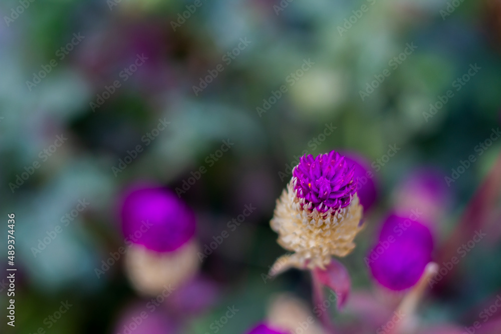 Close-up spiky purple flower Close-up spiky purple flower
