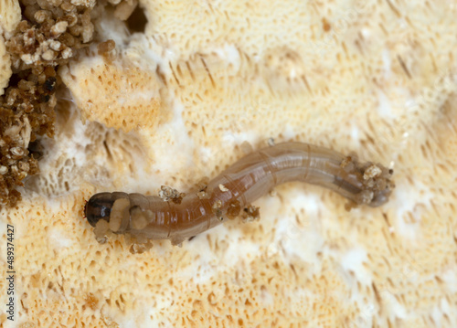 Insect larva on fungi, macro photo