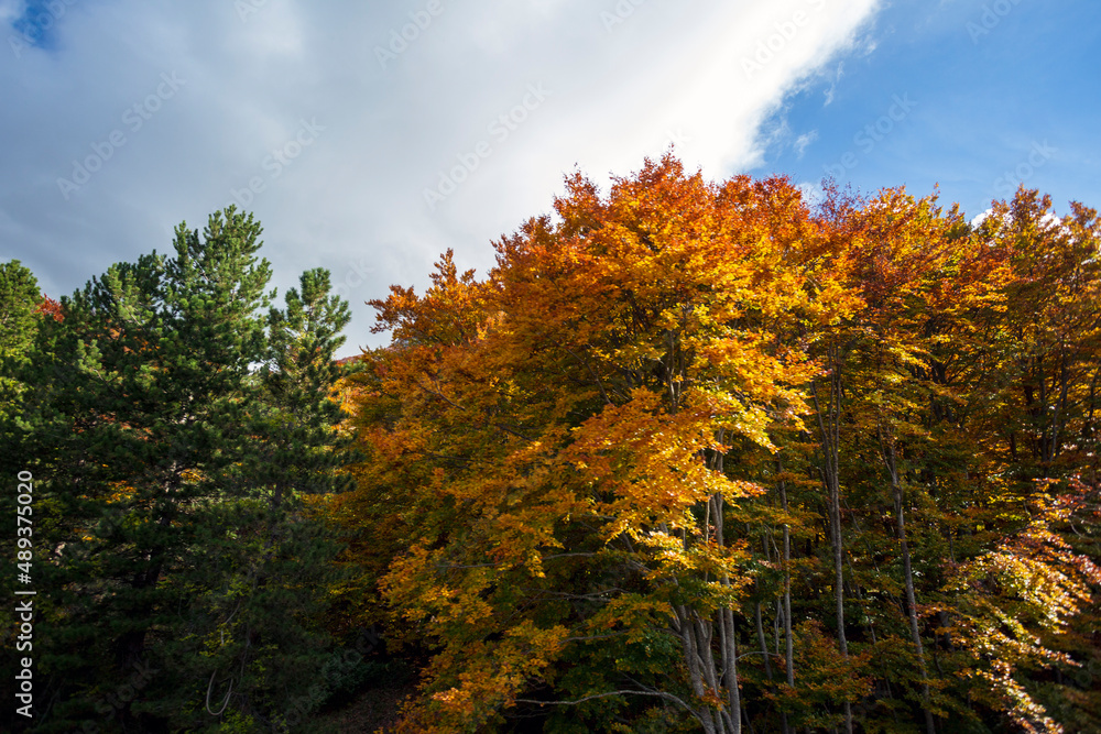 Vista panoramica dal treno in Abruzzo. La transiberiana d'Abruzzo.Alberi in autunno Vista panoramica dal treno in Abruzzo. La transiberiana d'Abruzzo.Alberi in autunno