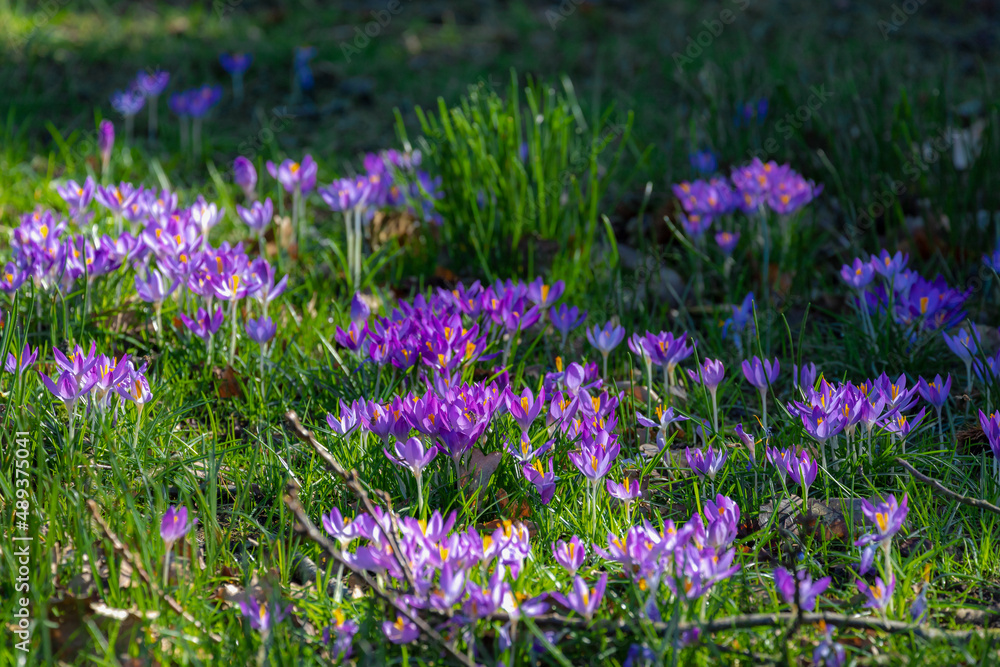 Selective focus of white purple crocus flowers in the green meadow with warm sunlight in the morning, The flowers are one of the brightest and earliest spring bloom, Natural spring floral background. Selective focus of white purple crocus flowers in the green meadow with warm sunlight in the morning, The flowers are one of the brightest and earliest spring bloom, Natural spring floral background.