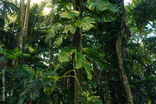 Low angle shot of green tropical plants and trees growing in the lush Hawaiian jungle photo
