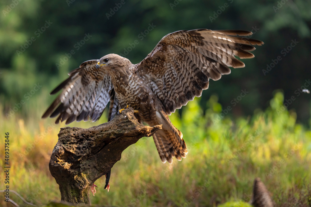 Fototapeta premium Buzzard, Buteo buteo