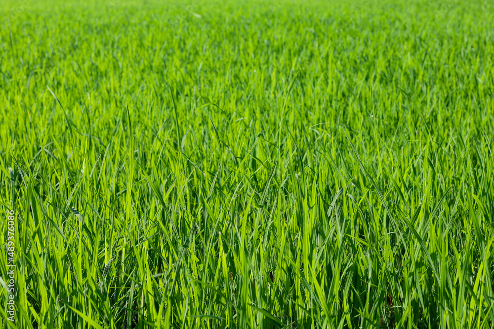 Baby Green rice field in countryside at thailand Baby Green rice field in countryside at thailand