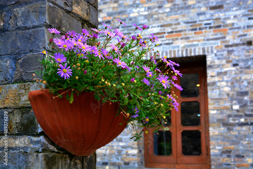 Closeup of Brachyscome multifida flowers in a brown pot 
 hanging on the wall photo