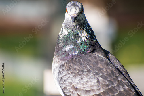 Closeup shot of a homing pigeon with a blurry background