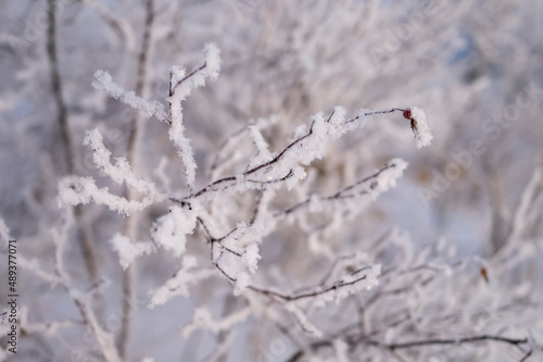 tree branch in frost