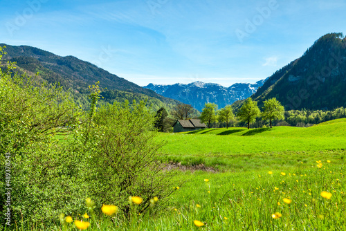 Frühlingswiese mit Alpen im Salzkammergut im Frühling