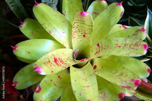 Fotografija bromeliad leaves, green and pink of tropical plants in the garden