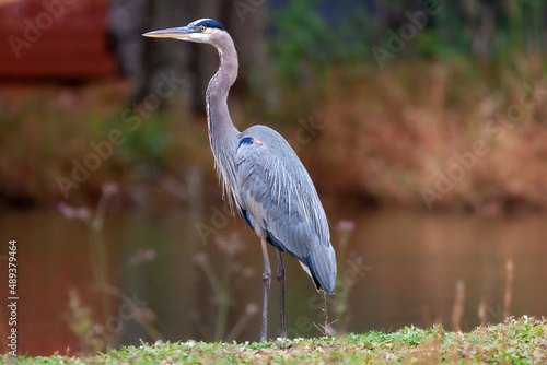Fototapeta A shallow focus shot of a great blue heron bird standing on the grassland by the