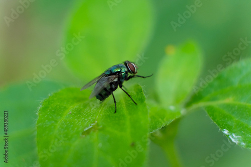 Greenfly perched on the leaf