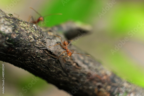 red ant perched on a branch