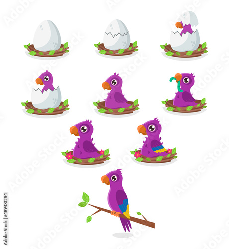 Set of illustrations of the birth and maturation of a purple parrot. From egg to adult bird. Vector graphic.