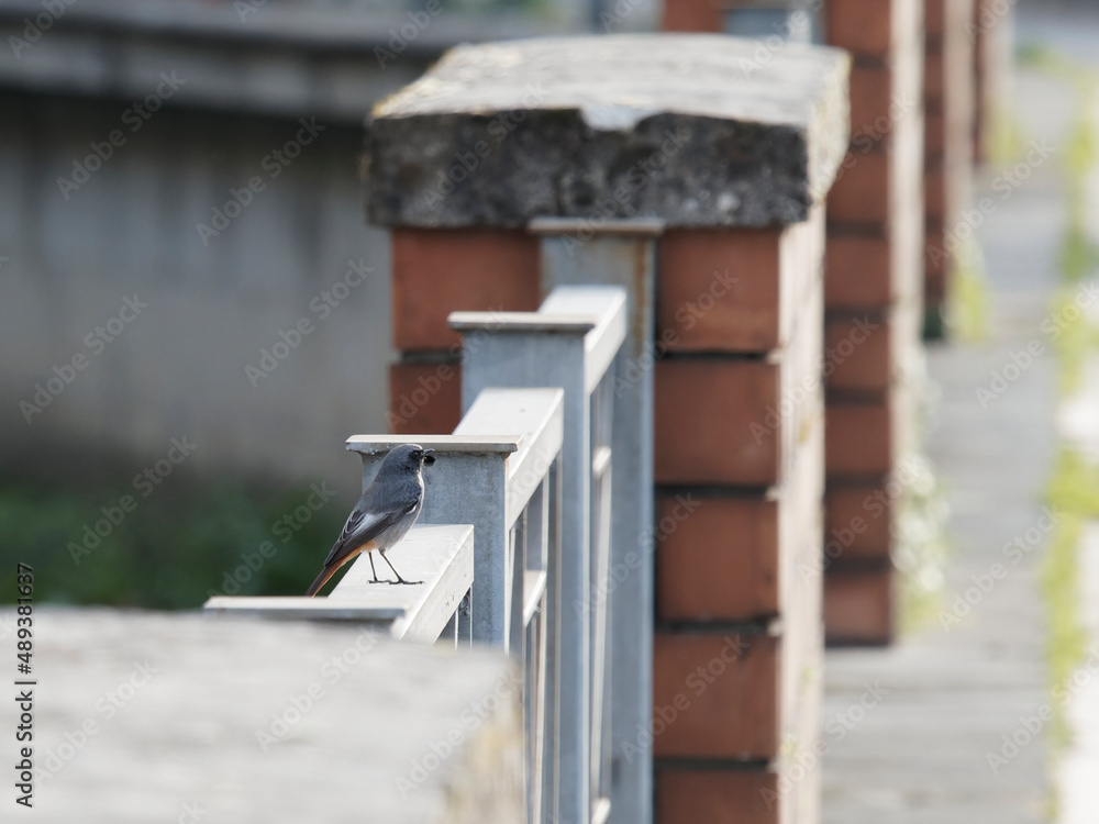 black redstart in natural habitat (phoenicurus ochruros black redstart in natural habitat (phoenicurus ochruros
