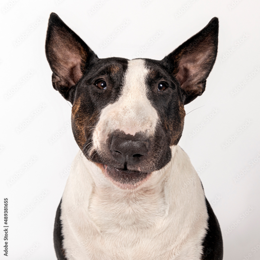 Bull terrier portrait. Close-up