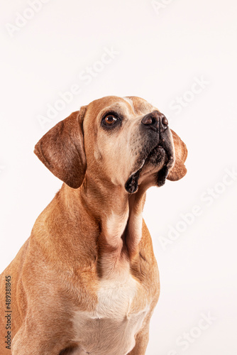 Portuguese Pointer Dog Portrait. Perdigueiro Português. Close up