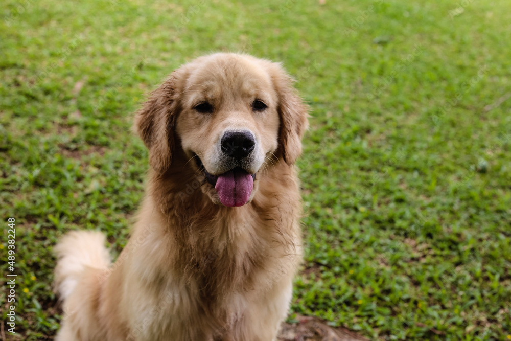 Obraz premium golden retriever dog