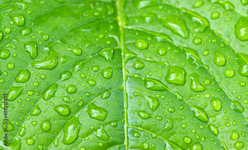 Green leaves with water splash, selected focus for natural background
