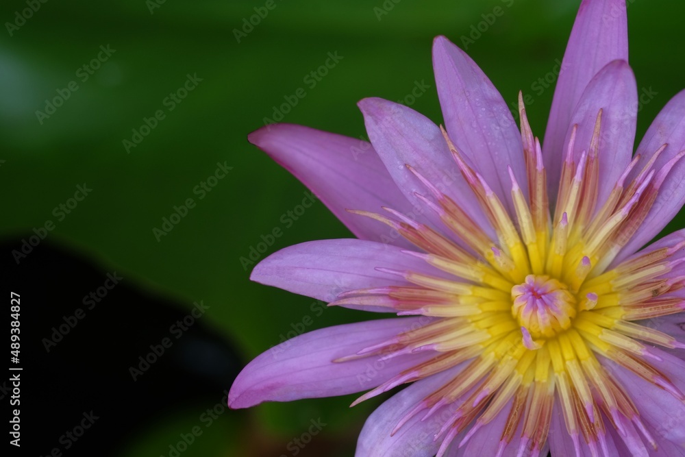 close-up purple lotus flower against green leaf background close-up purple lotus flower against green leaf background