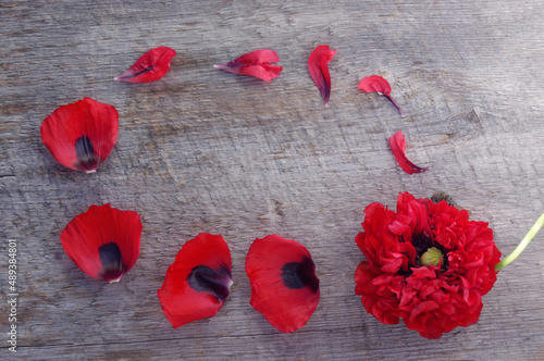 Wallpaper Mural red poppy flower bloom and petals frame on rustic wooden background with copy space Torontodigital.ca
