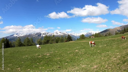 Wallpaper Mural Cows grazing on a alpine pasture near mount Stubeck in Carinthia, Maltatal in the Austrian Alps. Mountain chains in the High Tauern. Cattle farm. Bio milk. Wildlife. Hiking trail on pasture
 Torontodigital.ca