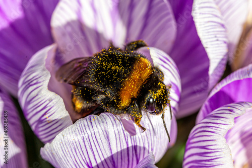 A bumble bee collecting pollen from crocus flowers, on a sunny February day