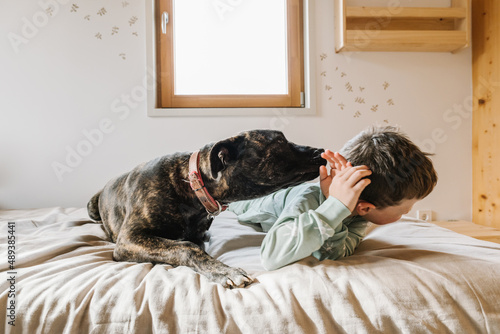Boy lying playing with cute black American Pit Bull Terrier on bed photo