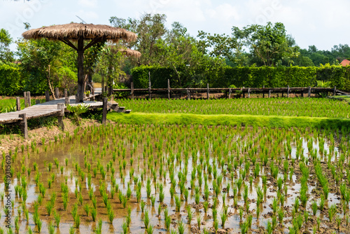 The rice farm in Thailand