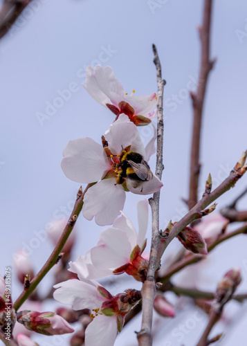 Bumblebee on almond blossoms in March Spain