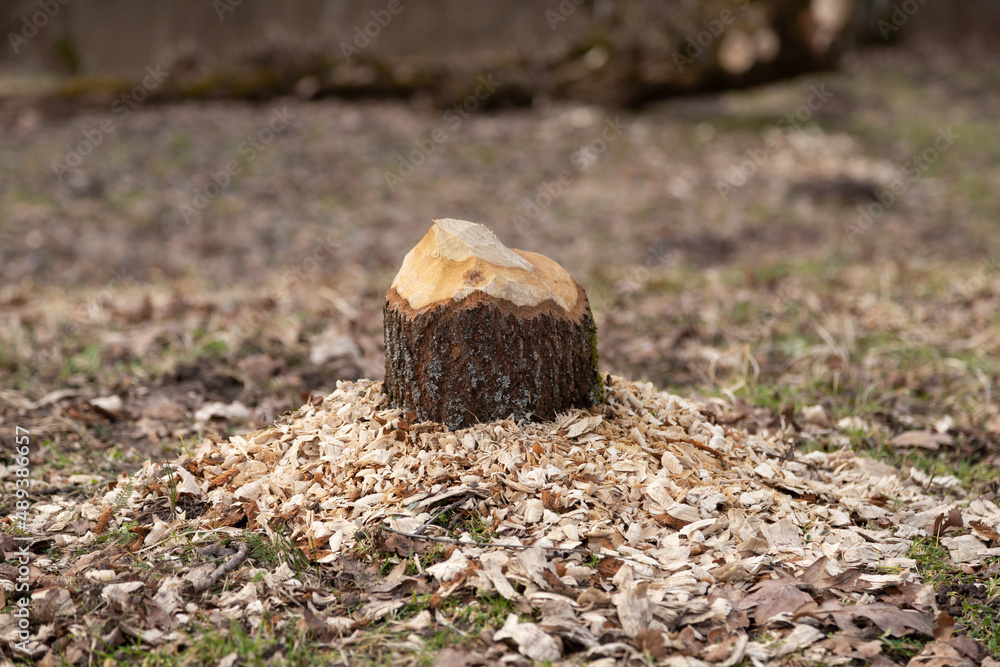 Beaver chewed wood. Damaged tree with visible teeth marks. Beaver chewed wood. Damaged tree with visible teeth marks.