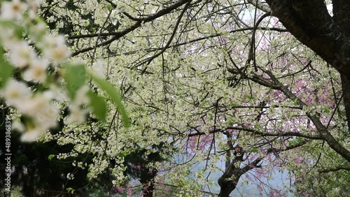Wallpaper Mural Branches of blooming sakura tree with white flowers. Beautiful cherry blossom tree in park in spring season. Springtime with fresh growth buds of sakura. Torontodigital.ca