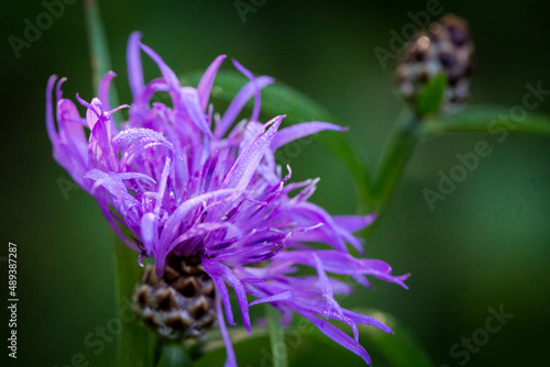 Beautiful nature reserve forest ecological landscape Earth Silesia Bytom UNESCO