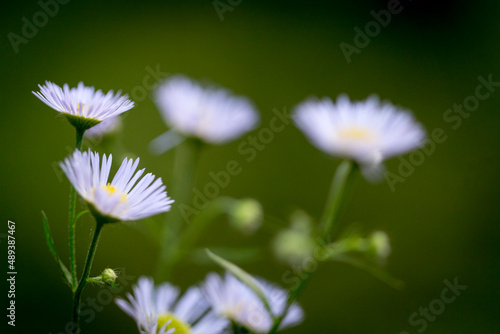 Beautiful nature reserve forest ecological landscape Earth Silesia Bytom UNESCO