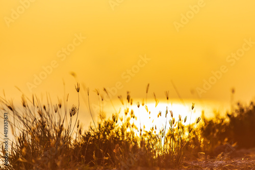 Grass flowers with sun light on the morning time. warm tone light.