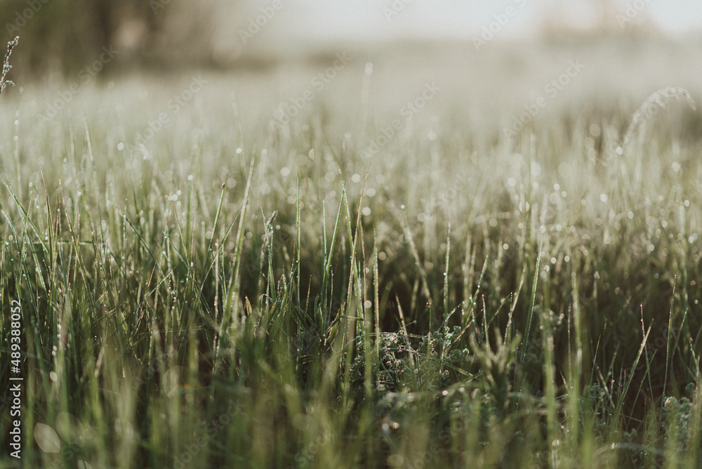 Obraz premium Close-up shot of green fresh grass in a field with morning dew drops