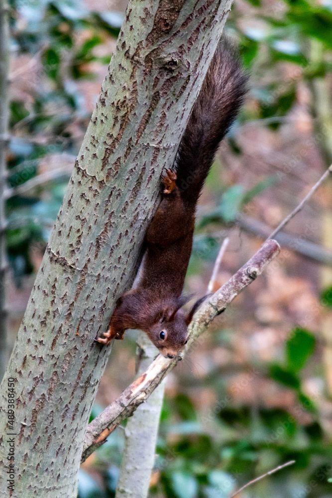 Obraz premium Eichhörnchen kopfüber