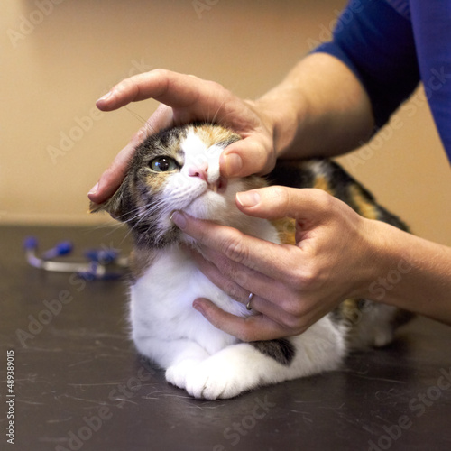 Open wide and say meow. Closeup shot of a cat getting examined by a vet.