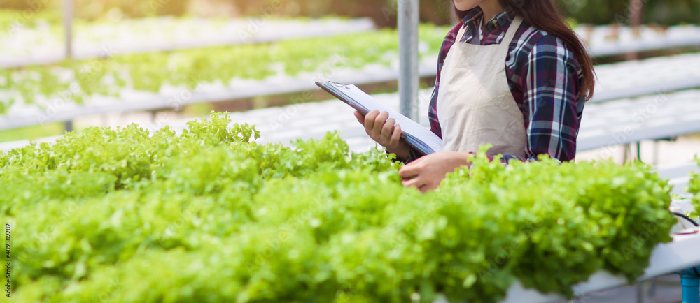 Young farmers work in the vegetable garden and check the quality of the produce. Young farmers work in the vegetable garden and check the quality of the produce.