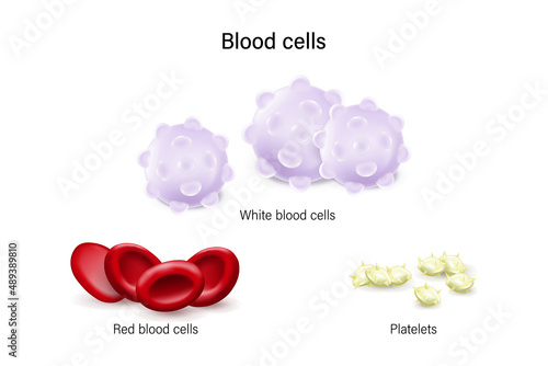 Blood cells vector. White blood cells, Red blood cells and Platelets.