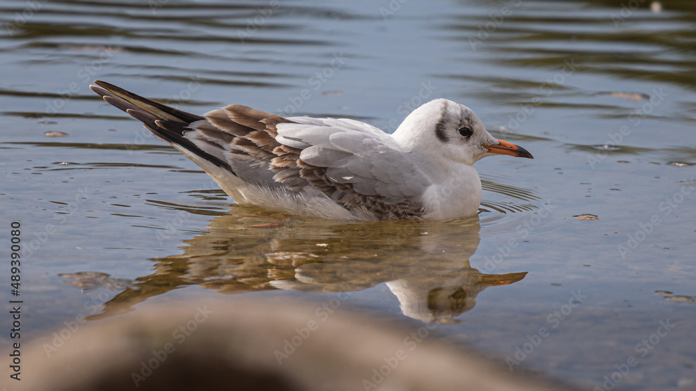 Beautiful seagull swimming Beautiful seagull swimming