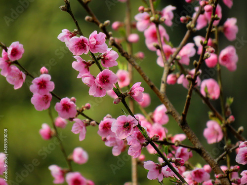 pink cherry blossoms, cherry tree. cherry blossoms background.  © Nature Clicks
