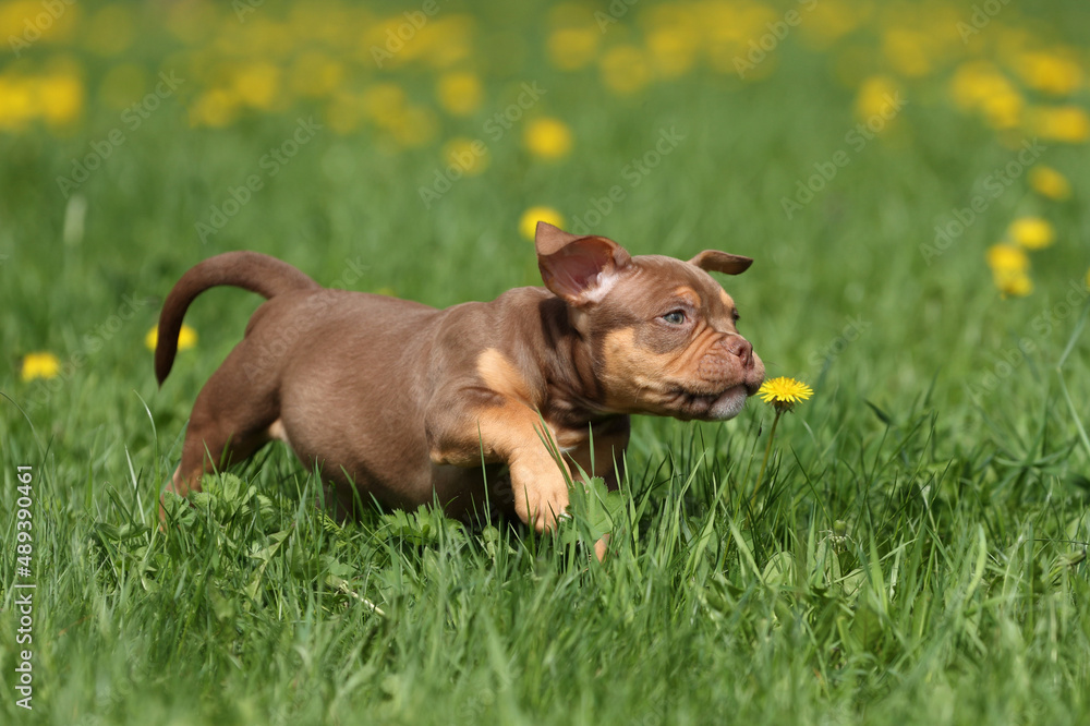Cute funny american bully puppy running through the grass Cute funny american bully puppy running through the grass