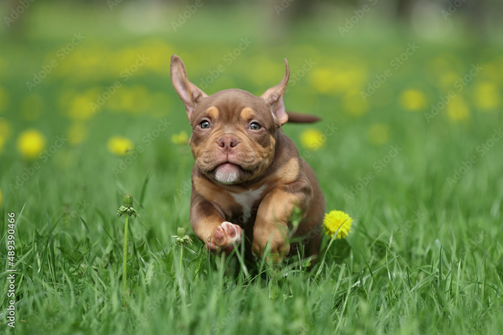Cute funny american bully puppy running through the grass