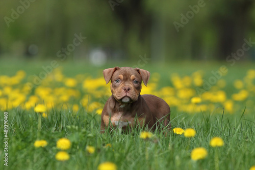 Cute little american bully puppy in nature
