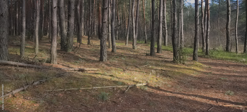 Obraz premium In the forest