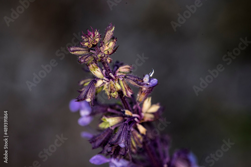 Lamium purpureum, also called the gypsy s seal or pussy 11 photo