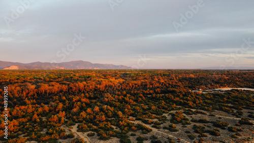 Aerial view of the Apuan Alps mountain range and autumn vegetation at sunset in Tuscany, Italy. Trees on the coast, bird's eye view.