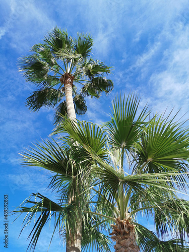 Bottom view of a palm tree against a blue sky with beautiful clouds.