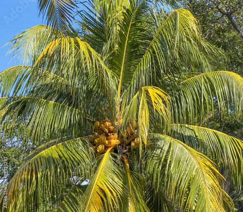 Coconut Palmtree in El Salvador