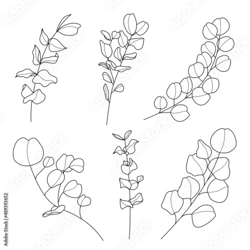 Line art eucalyptus leaf illustration vector on white background